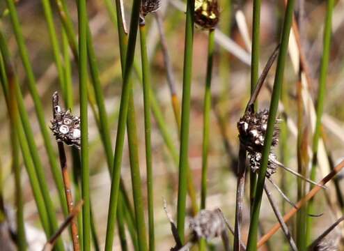 Image of Mesomelaena pseudostygia (Kük.) K. L. Wilson