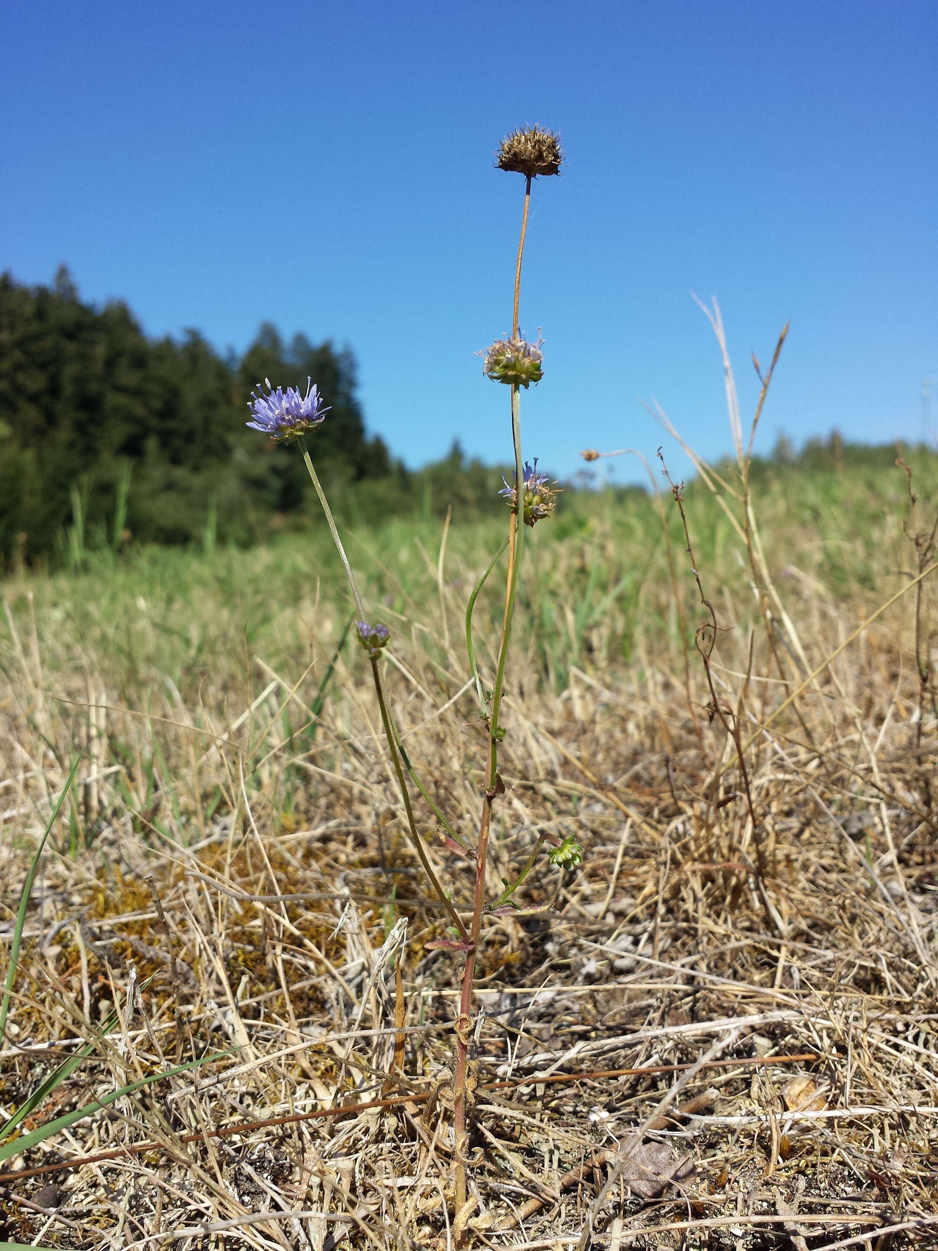 Слика од Jasione montana L.