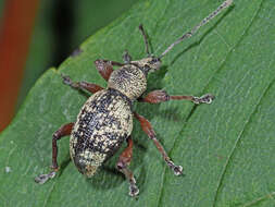 Imagem de Otiorhynchus (Majetnecus) lepidopterus (Fabricius 1794)