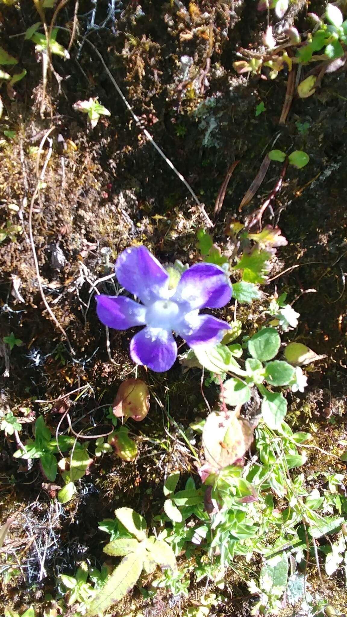 Image of Cyananthus lobatus Wall. ex Benth.