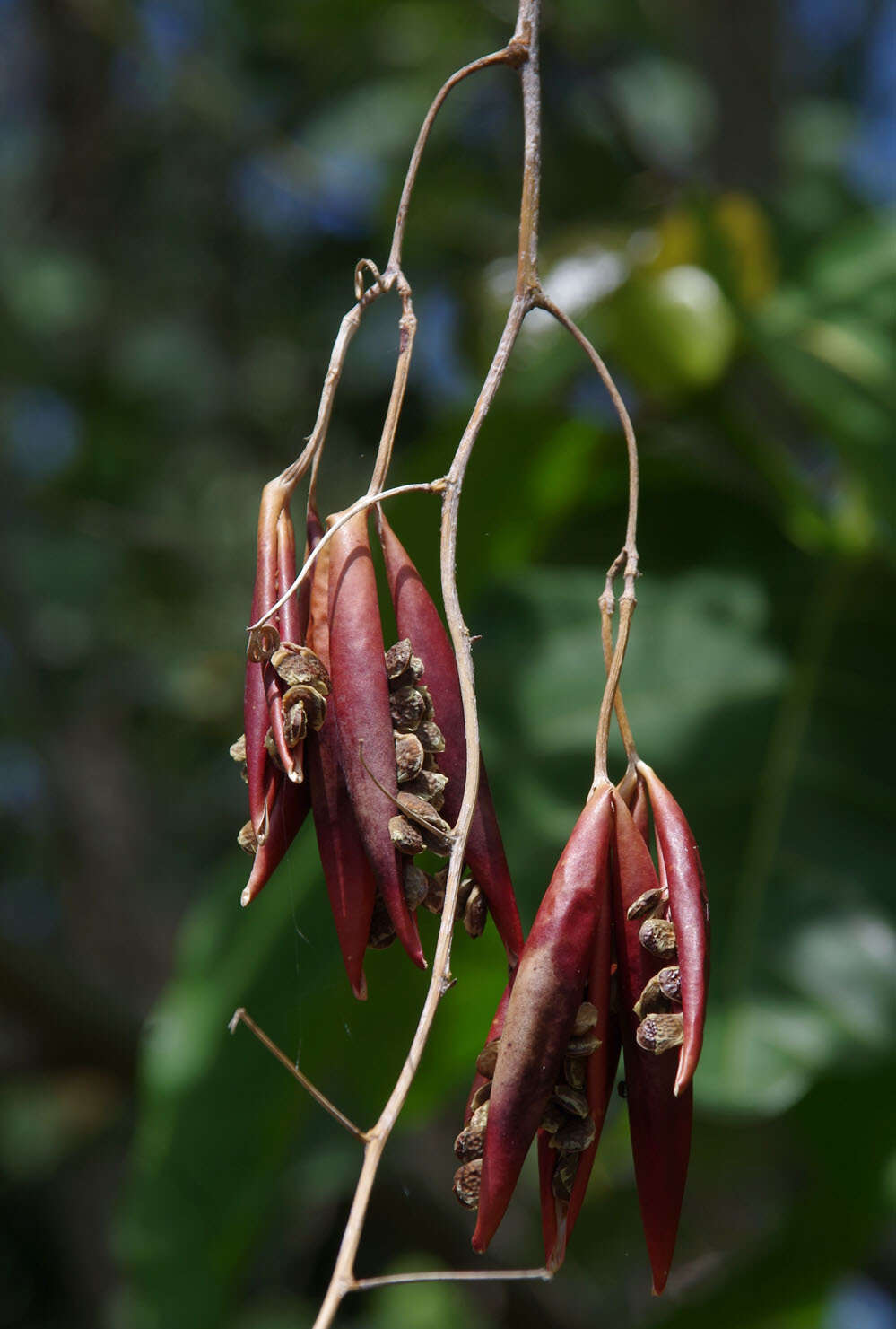 Sivun Adenia heterophylla subsp. heterophylla kuva