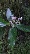 Image of Hydrangea longifolia Hayata