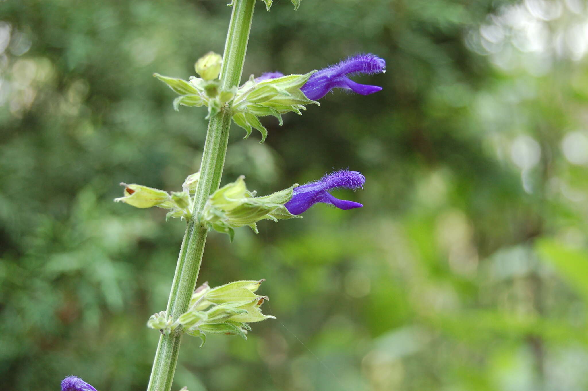 Image of Salvia mexicana L.