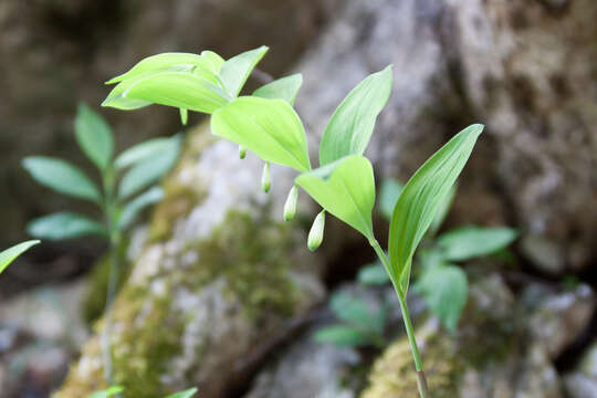 Image of Polygonatum glaberrimum K. Koch