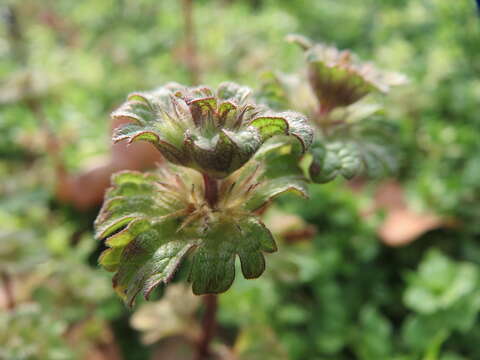 Image of common henbit