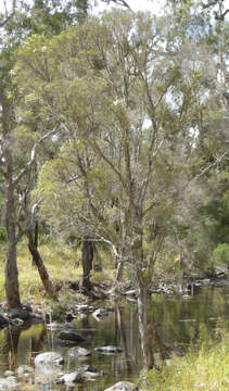 Image of Melaleuca trichostachya Lindl.