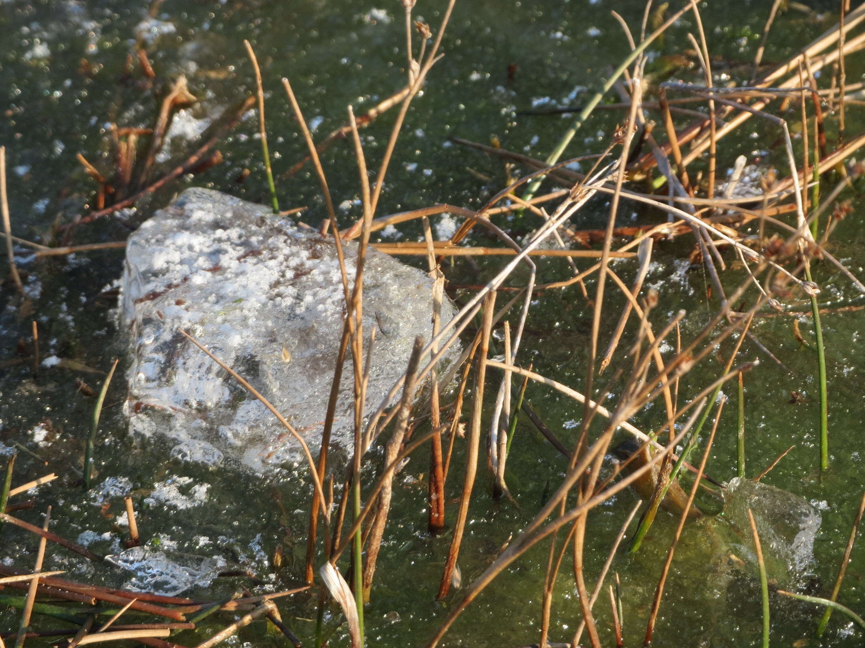 Juncus articulatus L. resmi