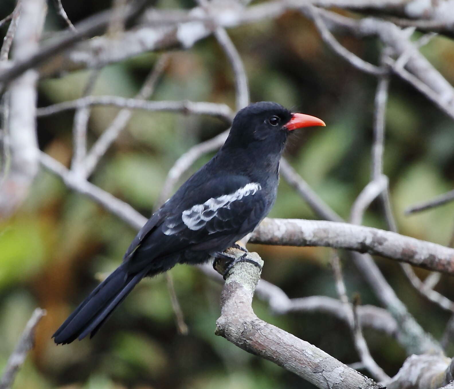 Image of Black Nunbird