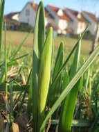 Image of daffodil