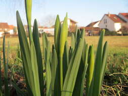 Image of daffodil