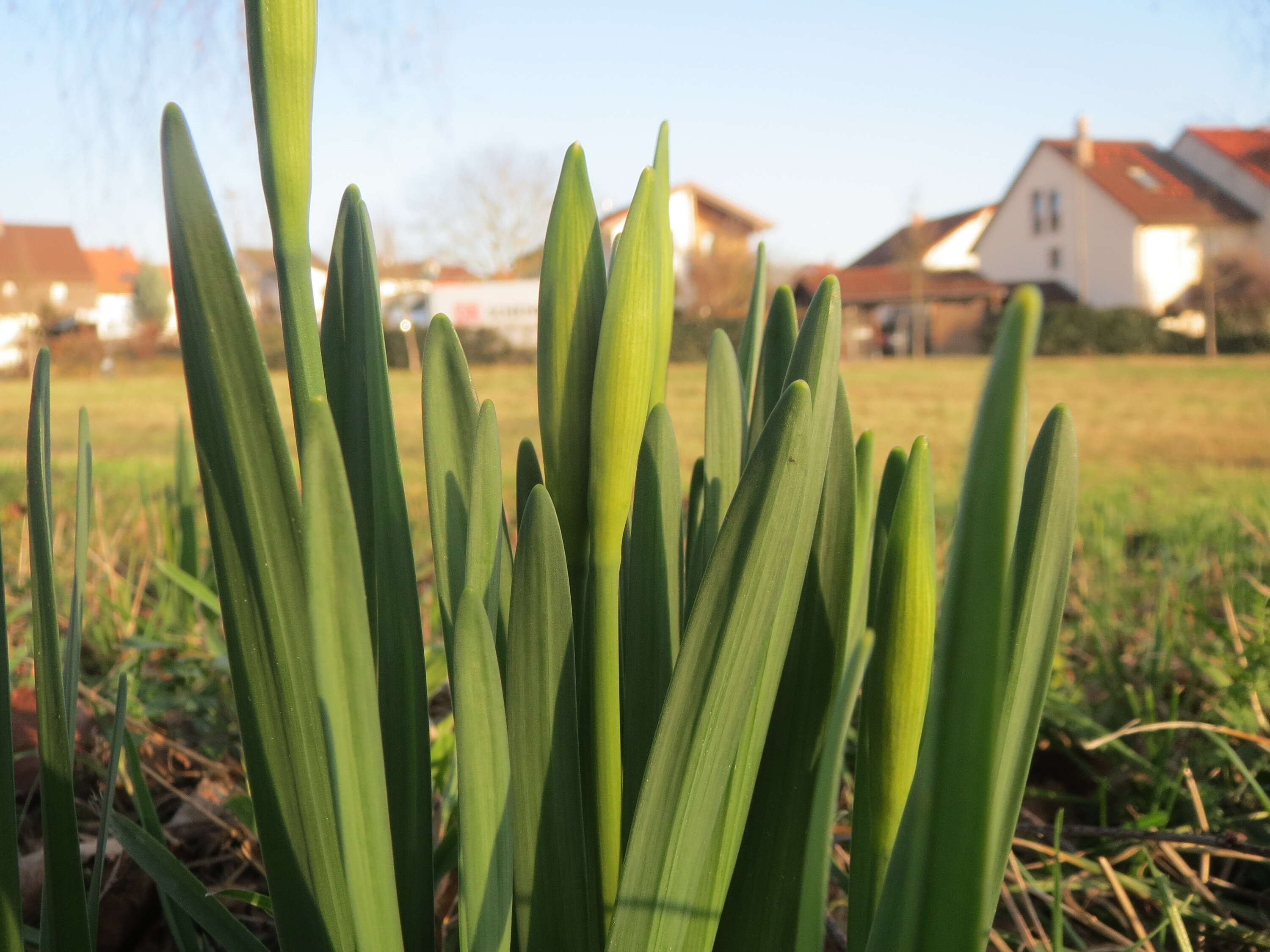 Image of daffodil