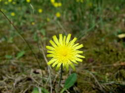 Image of Mouse-ear-hawkweed