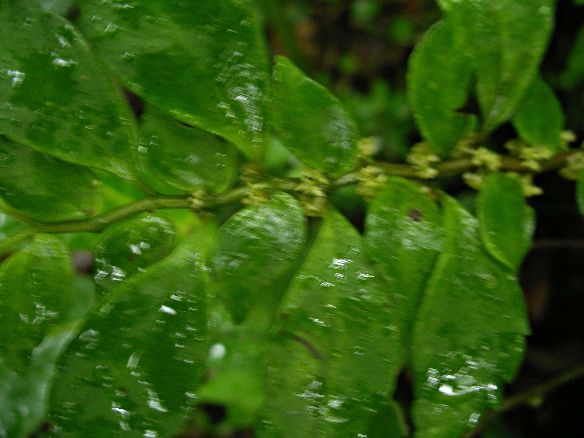 Sivun Pilea imparifolia Wedd. kuva