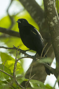 Image of Tawny-shouldered Blackbird