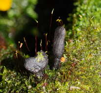 Imagem de Xylaria castorea Berk. 1855