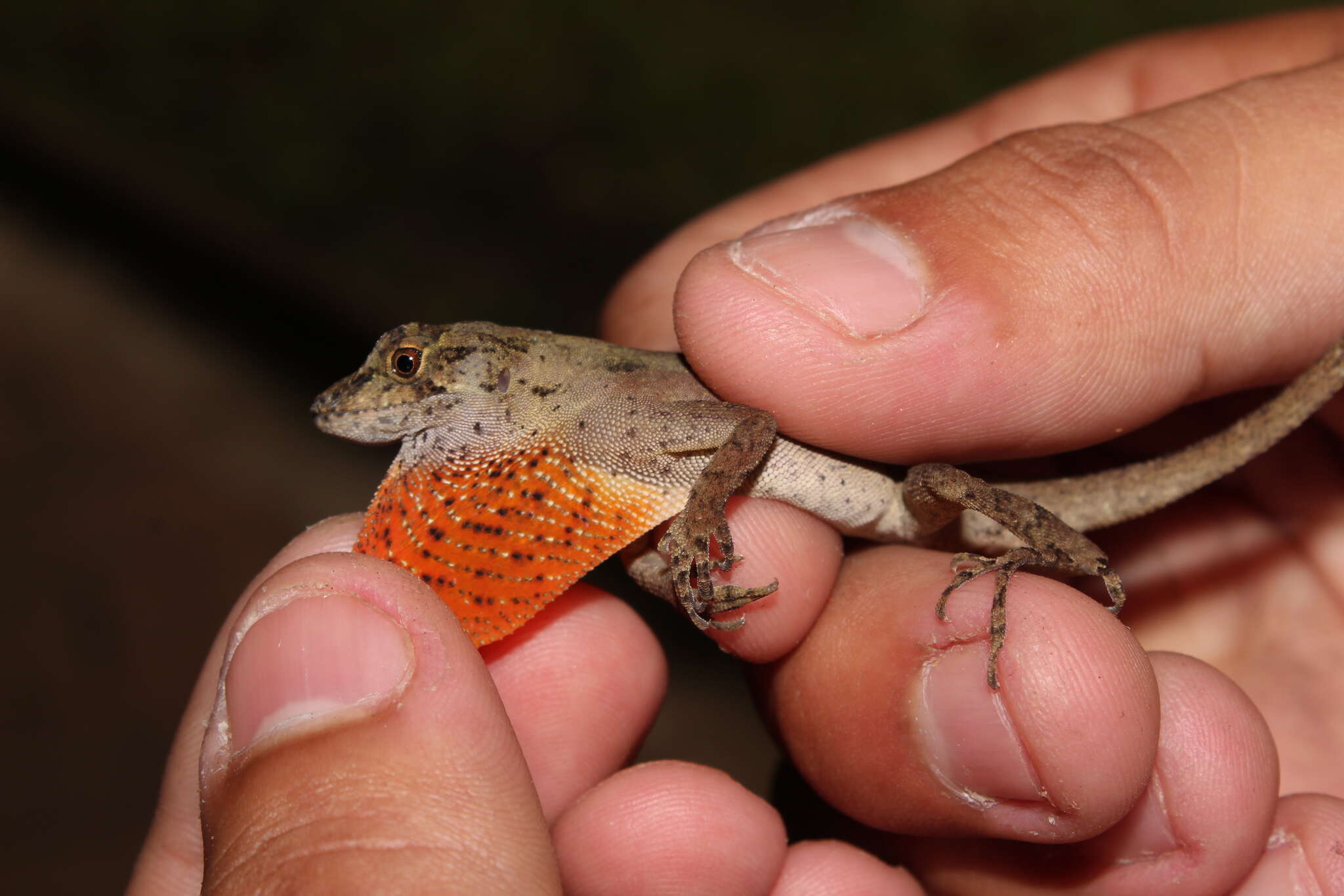 Image de Anolis schiedii (Wiegmann 1834)