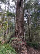 Image of Eucalyptus brevistylis Brooker