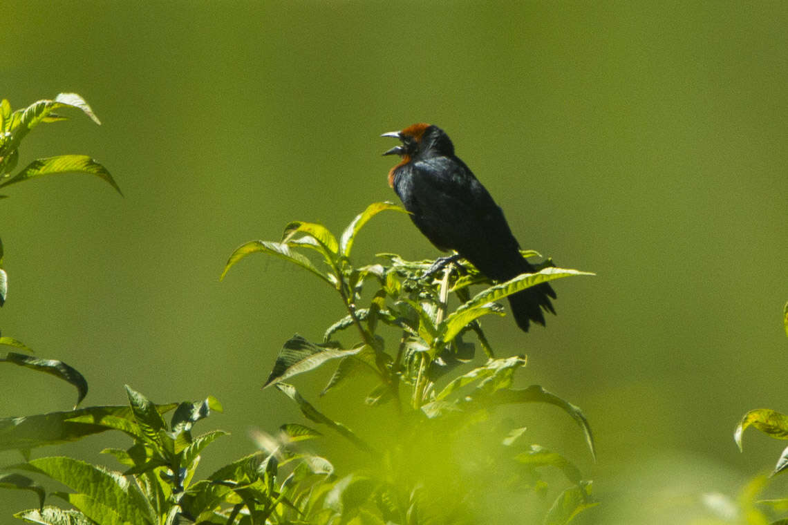 Image of Chestnut-capped Blackbird