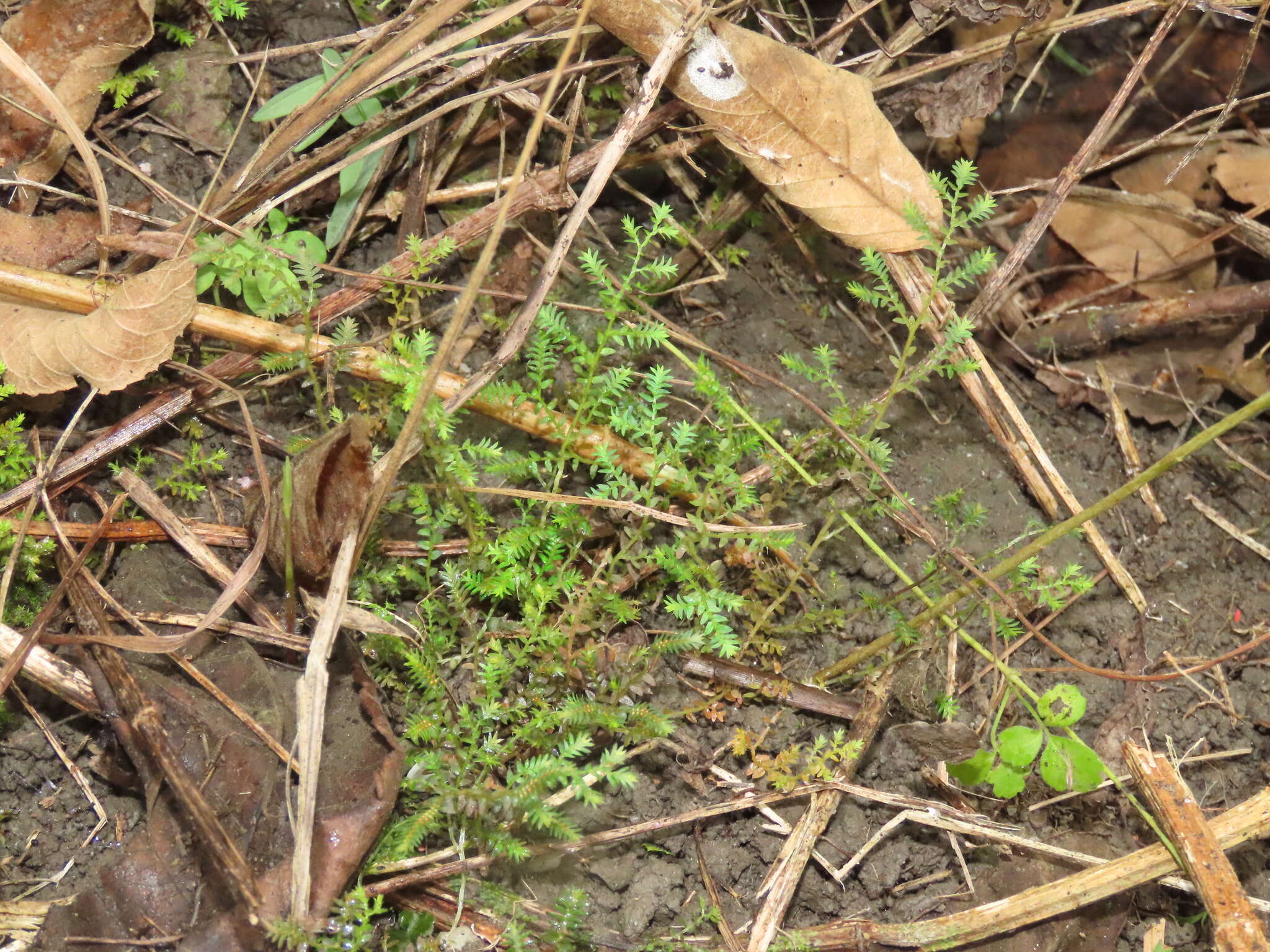 Image of Selaginella aristata Spring