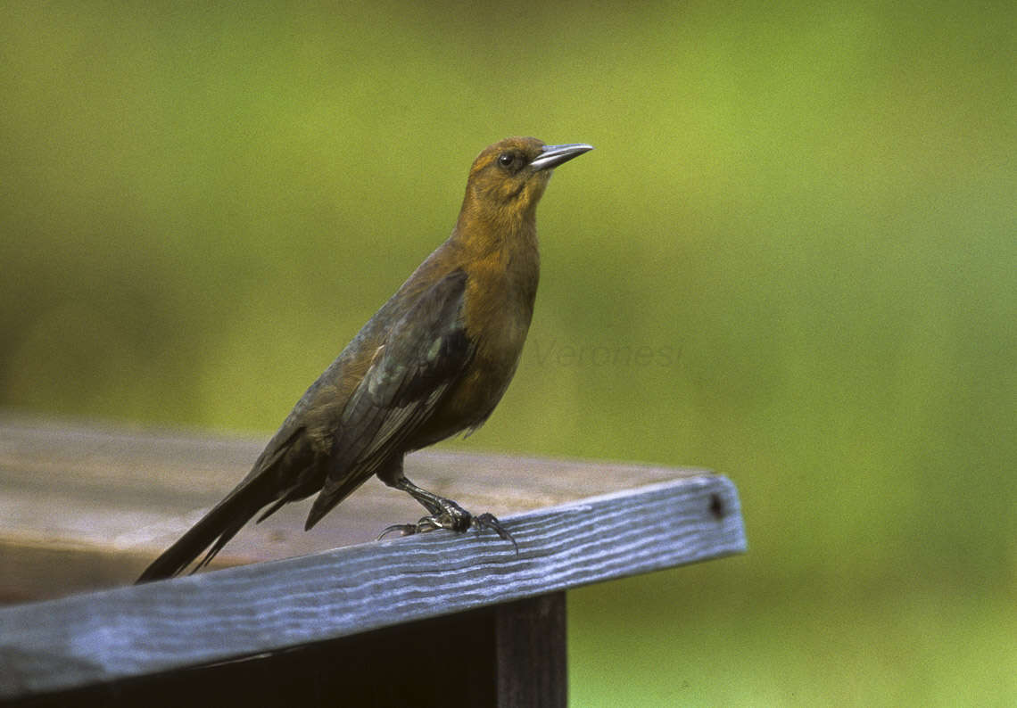 Image of Boat-tailed Grackle