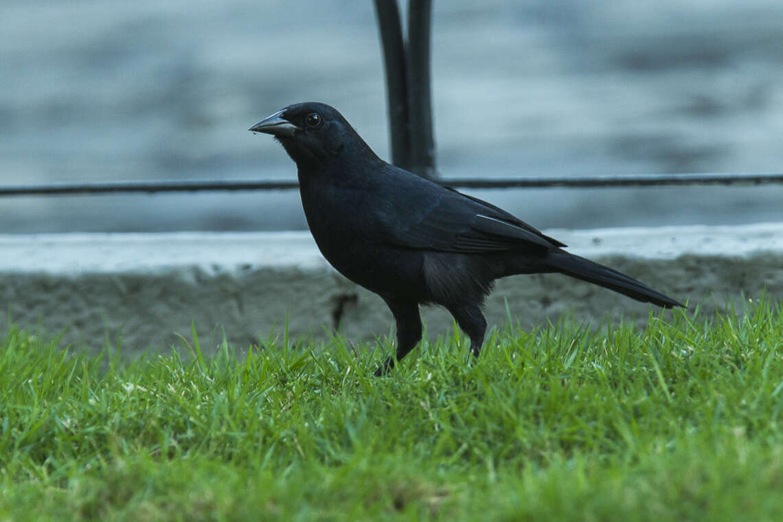 Image of Scrub Blackbird