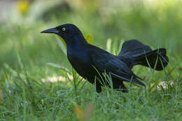 Image of Greater Antillean Grackle