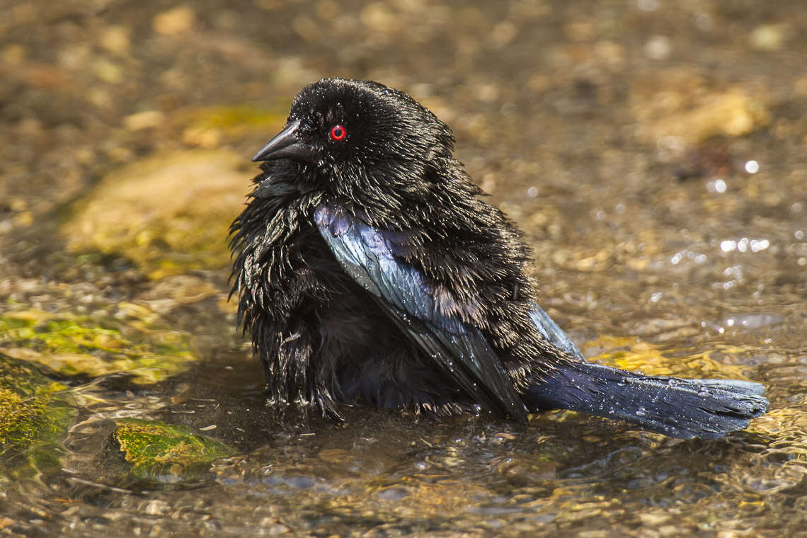 Image of Bronzed Cowbird