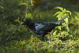 Image of Shiny Cowbird