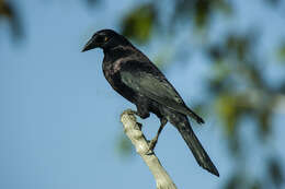 Image of Giant Cowbird