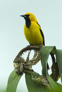 Image of White-edged Oriole