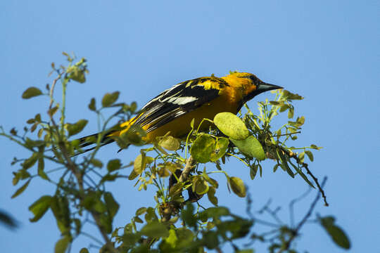 Image de Oriole à dos rayé