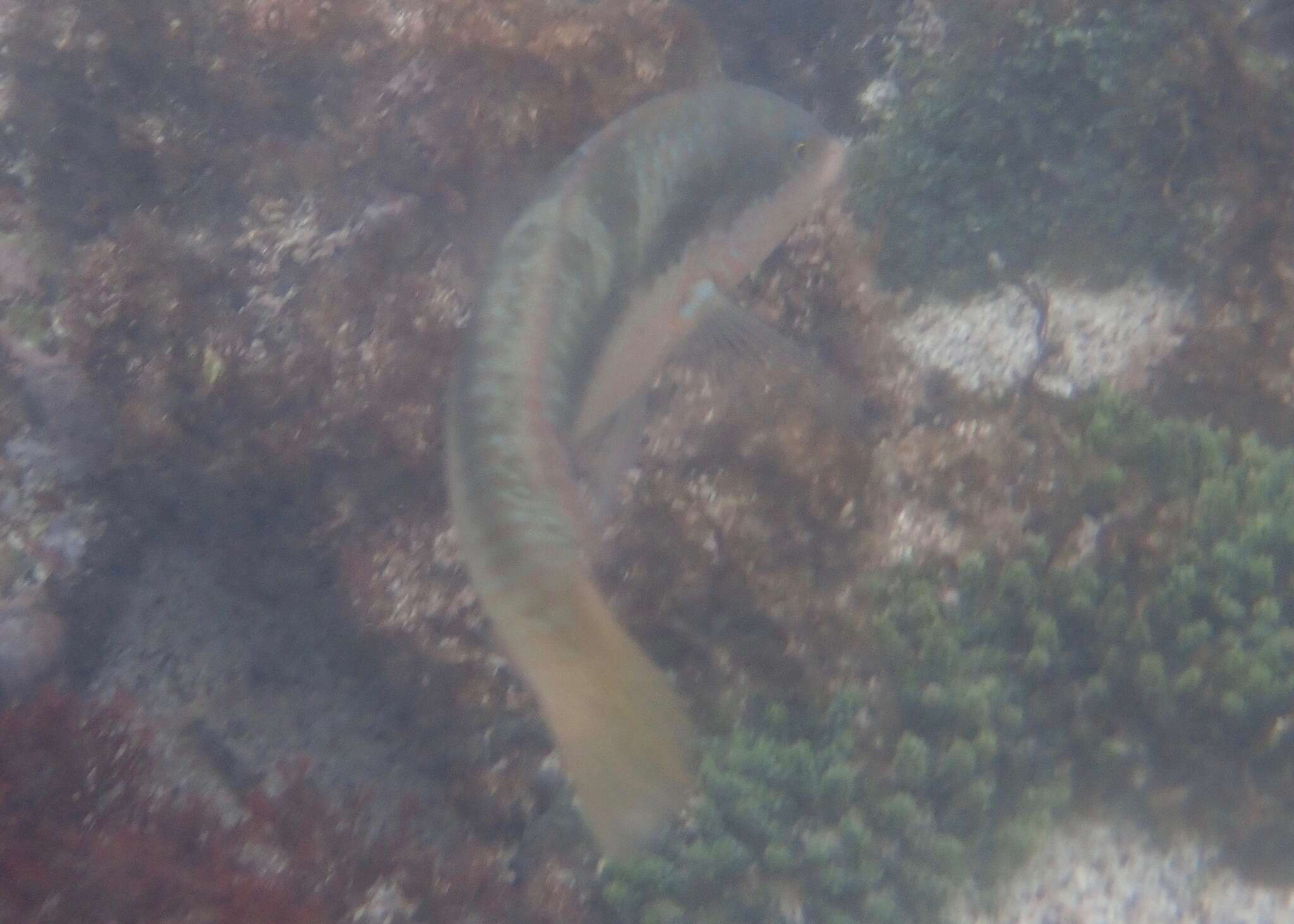 Image of Spinster wrasse