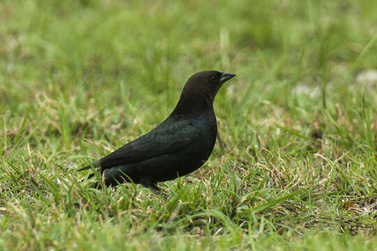 Image of Brown-headed Cowbird