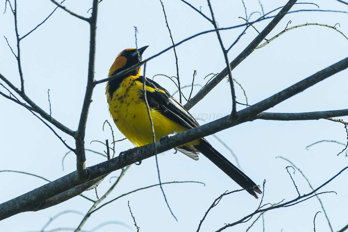 Image of Spot-breasted Oriole