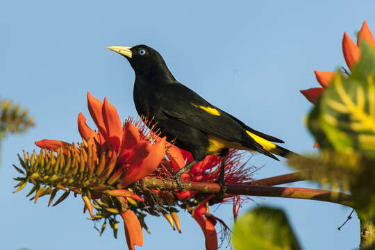 Image of Yellow-rumped Cacique