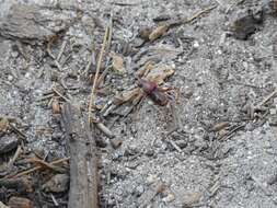 Imagem de Phymonotus jacintotopos Lightfoot, Weissman & Ueshima 2011