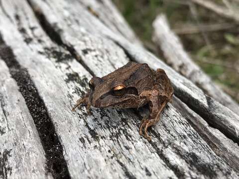 Image of Banded Wood Frog