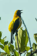 Image of Yellow-backed Oriole