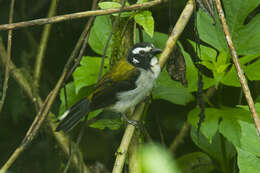 Image of Black-winged Saltator