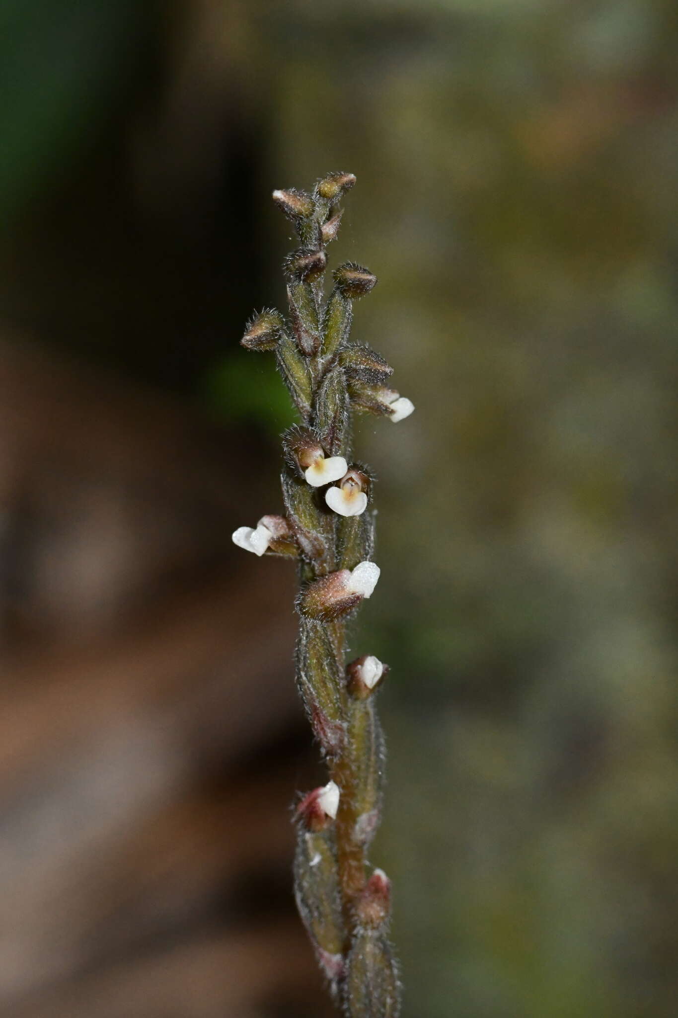 Image of Zeuxine parvifolia (Ridl.) Seidenf.