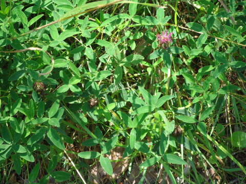 Imagem de Trifolium medium L.