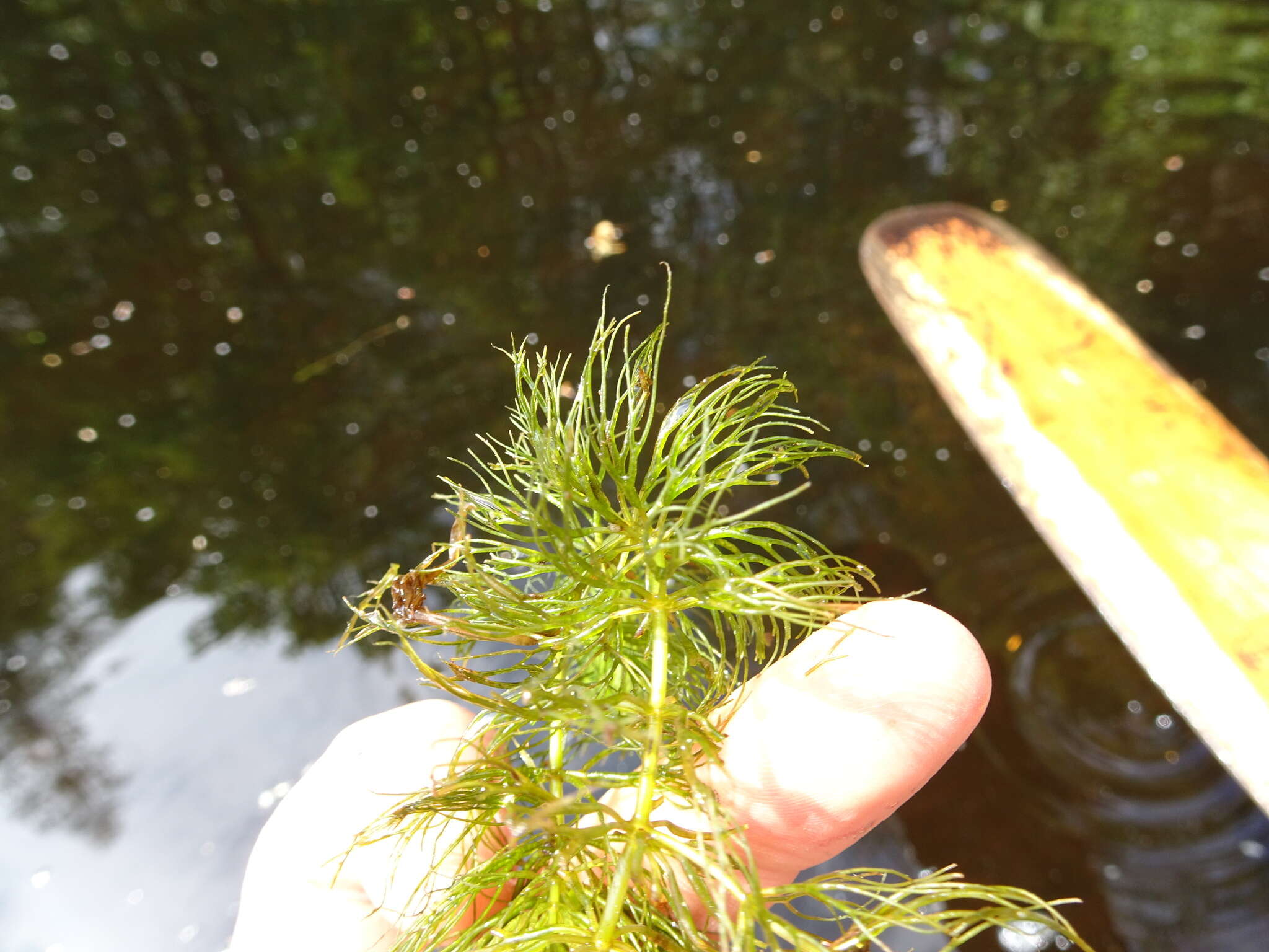 Image of Spineless Hornwort