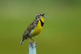 Image of Western Meadowlark