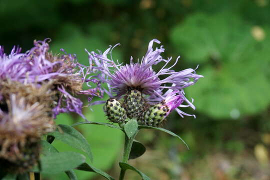 Centaurea phrygia subsp. abbreviata (C. Koch) Dostál的圖片