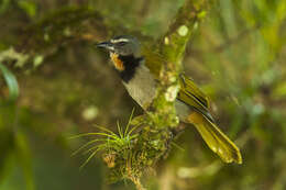 Image of Buff-throated Saltator