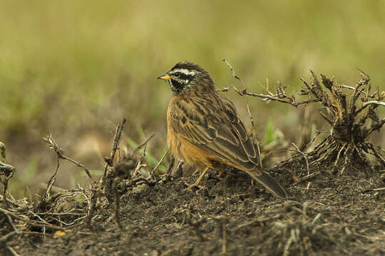 Image of Cinnamon-breasted Bunting