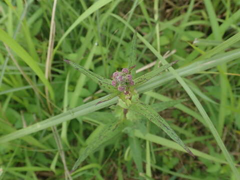 Image of Lactuca formosana Maxim.