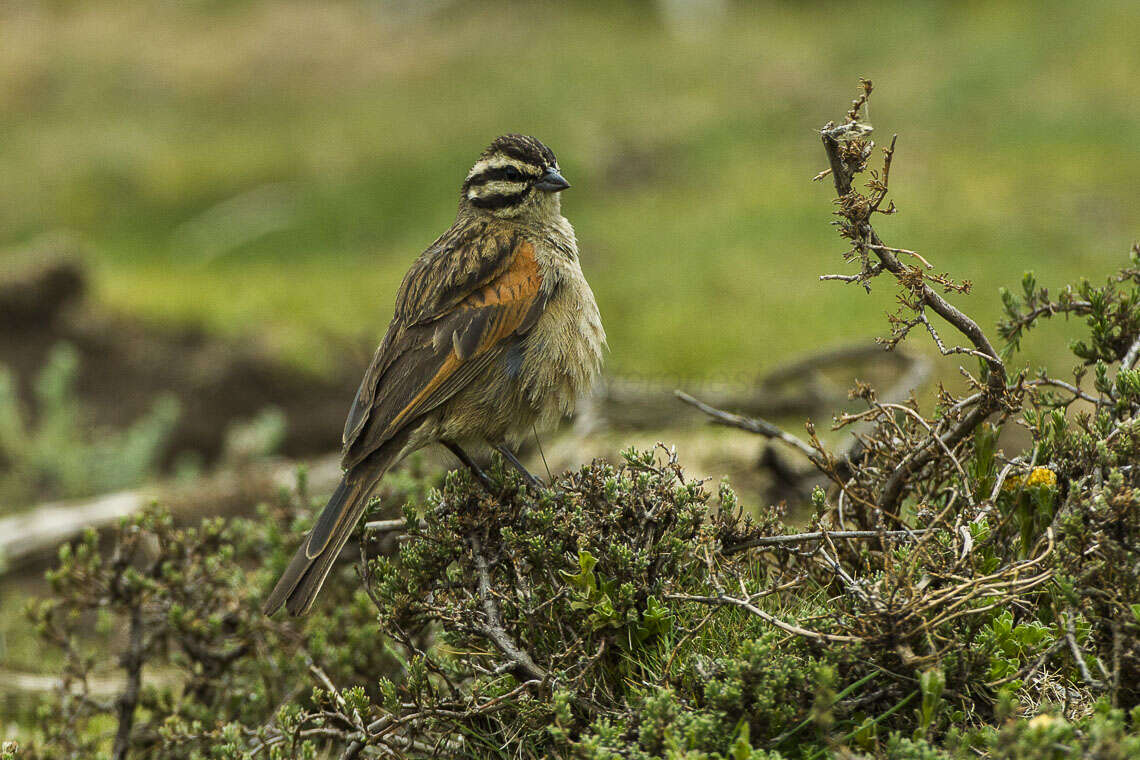 Image of Cape Bunting