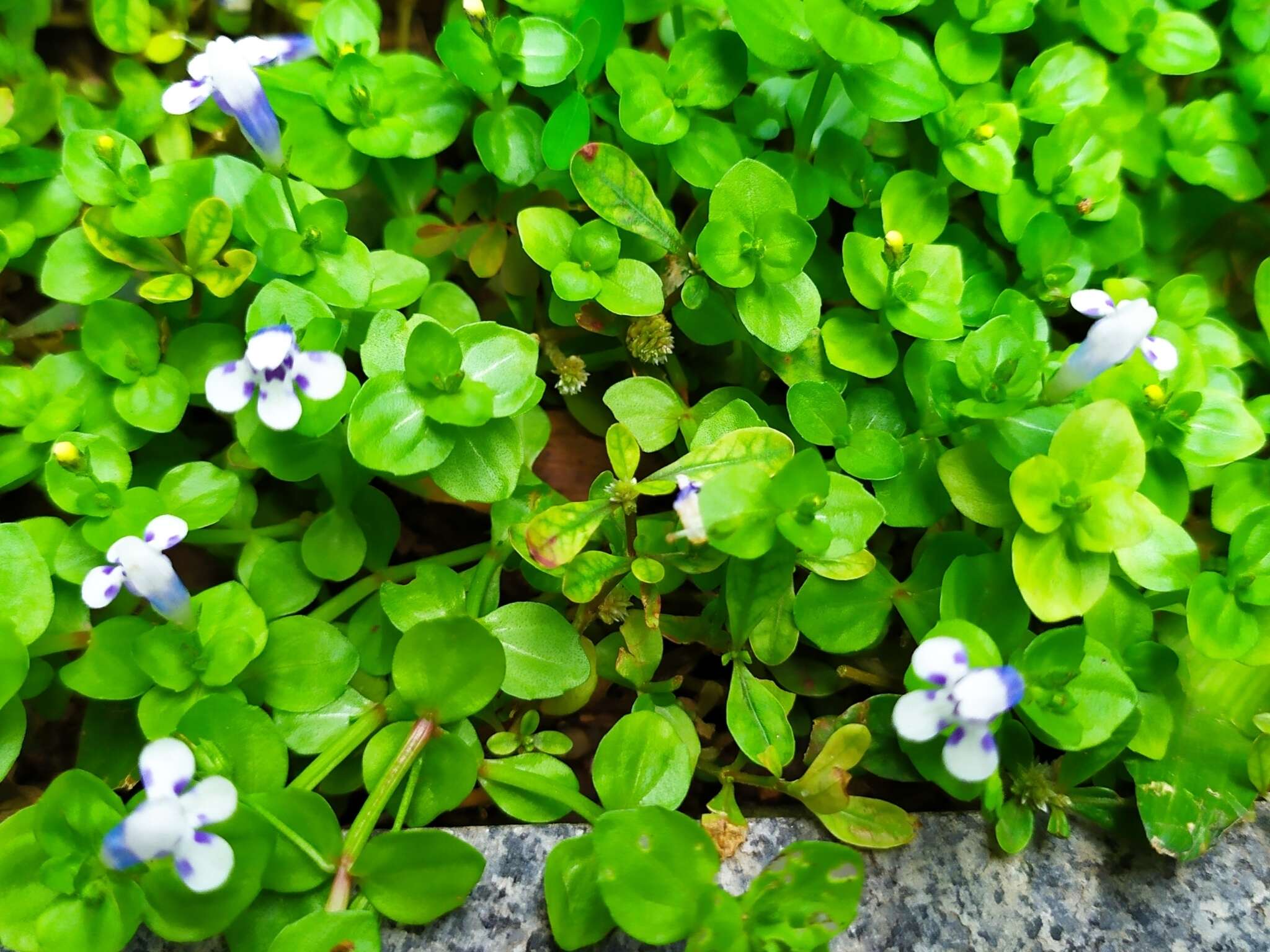 Image of Lindernia rotundifolia (L.) Alston