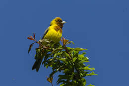 Image of Brown-headed Bunting